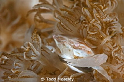 Crab in coral polyps by Todd Moseley 